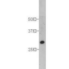 Anti-FADD antibody