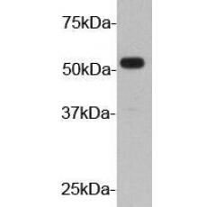 Anti-HA Tag HRP antibody