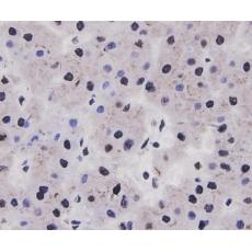 Anti-Cyclin D1 antibody