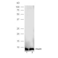 Anti-Insulin antibody