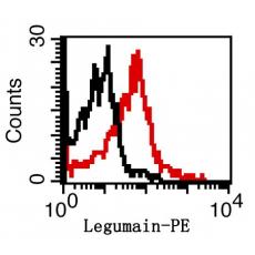 Anti-Legumain antibody