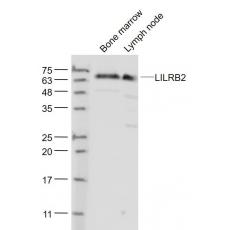 Anti-LILRB2 antibody