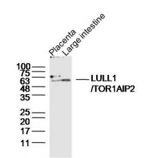 Anti-LULL1/TOR1AIP2 antibody
