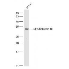 Anti-NES/Kallikrein 10 antibody