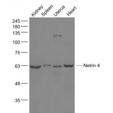 Anti-Netrin 4 antibody