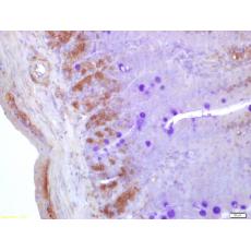 Anti-Neuroglycan C antibody