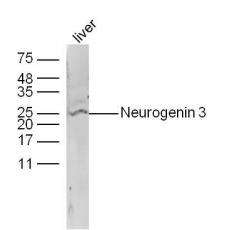 Anti-Neurogenin 3 antibody