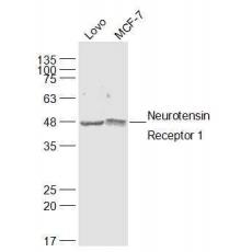 Anti-Neuroligin 1 antibody