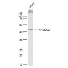 Anti-NHEDC2 antibody