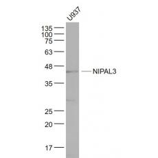 Anti-NIPAL3 antibody