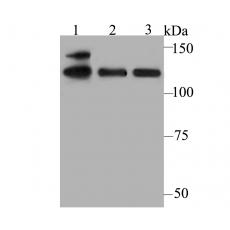 Anti-USP28 antibody