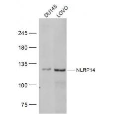 Anti-NLRP14 antibody