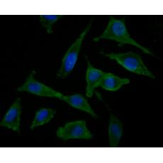 Anti-NrCAM antibody