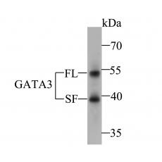 Anti-GATA3 antibody