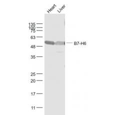 Anti-B7-H6 antibody