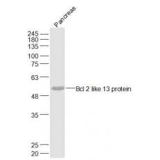 Anti-Bcl 2 like 13 protein antibody