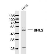 Anti-BPIL2 antibody