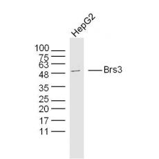 Anti-Brs3 antibody