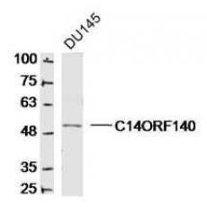 Anti-C14ORF140 antibody