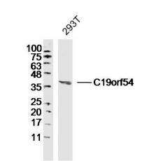 Anti-C19orf54 antibody