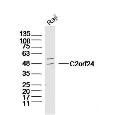 Anti-C2orf24 antibody