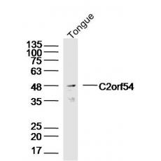 Anti-C2orf54 antibody