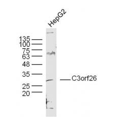 Anti-C3orf26 antibody