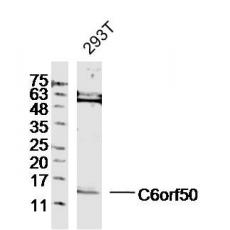 Anti-C6orf50 antibody