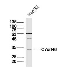 Anti-C7orf46 antibody