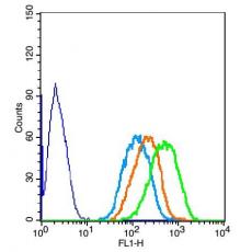 Anti-SYVN1 antibody