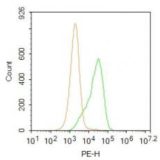 Anti-TTC8 antibody