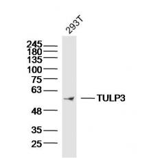 Anti-TULP3 antibody