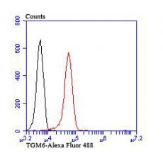 Anti-TGM6 antibody