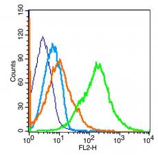 Anti-UCP-1 antibody