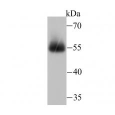 Anti-miRFP703 antibody