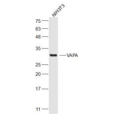 Anti-VAPA antibody