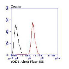 Anti-SOD1 antibody