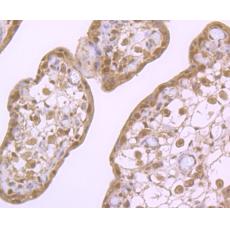 Anti-Cullin-3 antibody