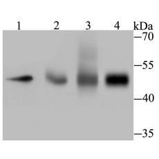 Anti-TEAD4 antibody