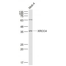 Anti-XRCC4 antibody