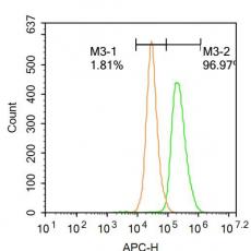 Anti-DUSP4 antibody