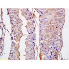 Anti-EPHA10 antibody