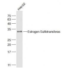 Anti-Estrogen Sulfotransferase antibody