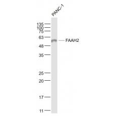 Anti-FAAH2 antibody