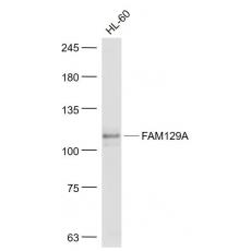 Anti-FAM129A antibody