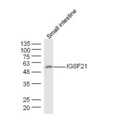 Anti-FAM83F antibody