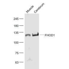 Anti-FHOD1 antibody