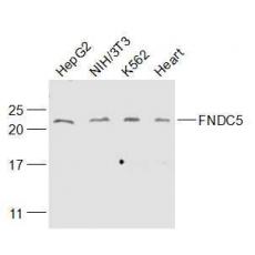 Anti-FNDC5 antibody