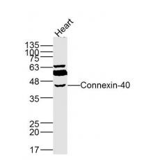 Anti-Connexin-40 antibody