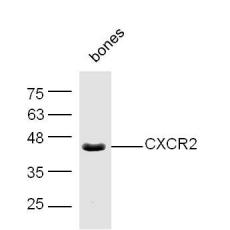 Anti-CXCR2 antibody